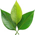 Green leaves