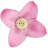 Boronia