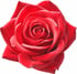 Bulgarian rose
