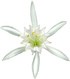 Sea lily