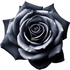 Black rose