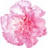 Carnation