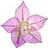 Clary sage