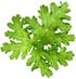 Geranium leaf