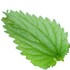 Nettle