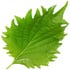 Shiso