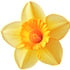 French narcissus absolute