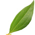 Cinnamon leaf