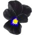 Black violet