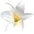 Madonna lily