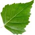 Birch leaf