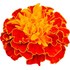 Tagetes