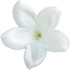Stephanotis