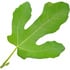 Fig leaf