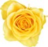 Yellow rose