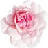 Taif rose