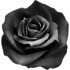 Black rose