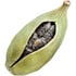 Cardamom