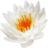 European white water lily