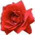 Red rose