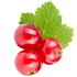 Red currant