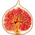 Fig