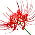 Red spiderlily