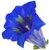 Gentian