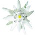 Edelweiss