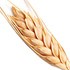 Wheat