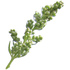 Mugwort