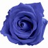 Blue rose