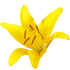 Oriental lily
