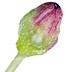 French blackcurrant bud