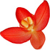 Red orchid