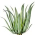 Agave