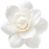 Gardenia