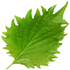 Shiso leaf