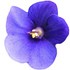 African violet