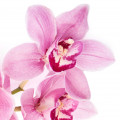 Orchid