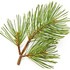 Pine needle