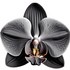 Black orchid