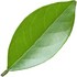 Citrus leaf