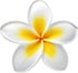 Frangipani