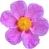 Cistus