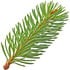 Canadian fir balsam