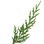 Italian cypress