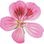 Geranium