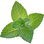 Spearmint