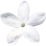 Jasminum grandiflorum